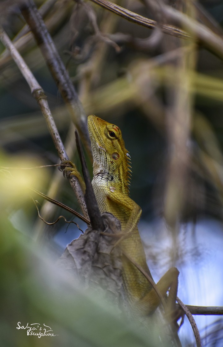 lizard