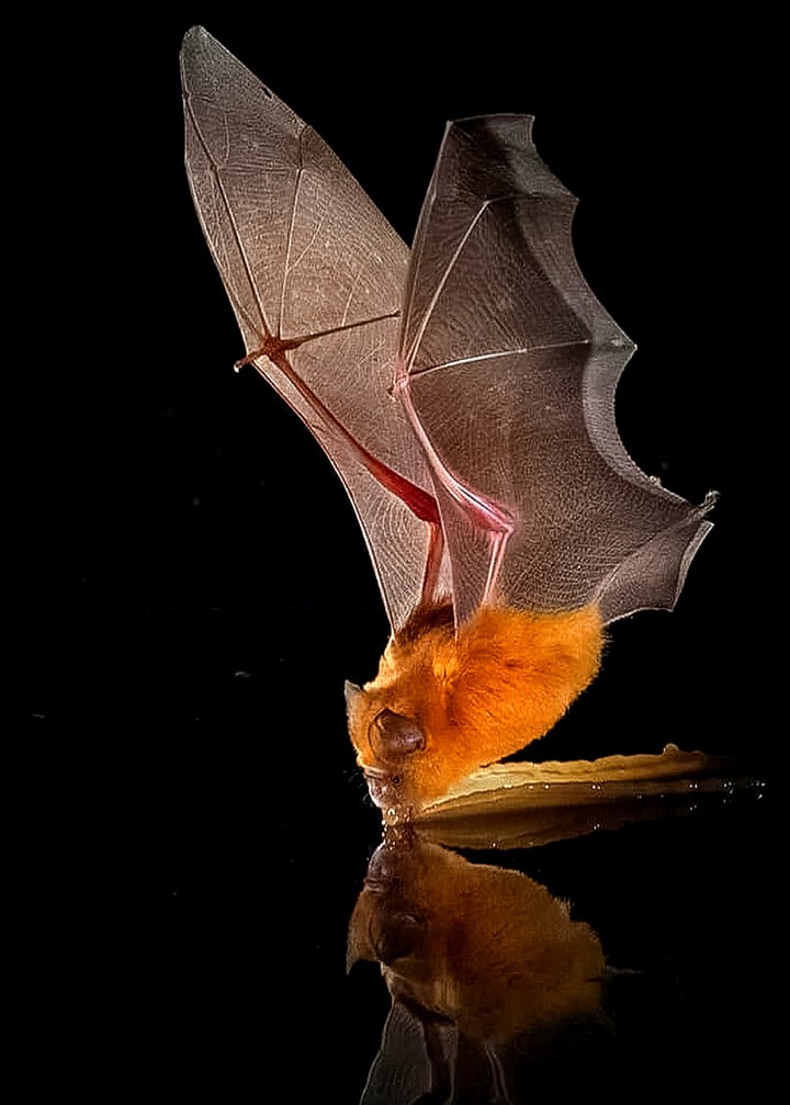 A Sip in the Night