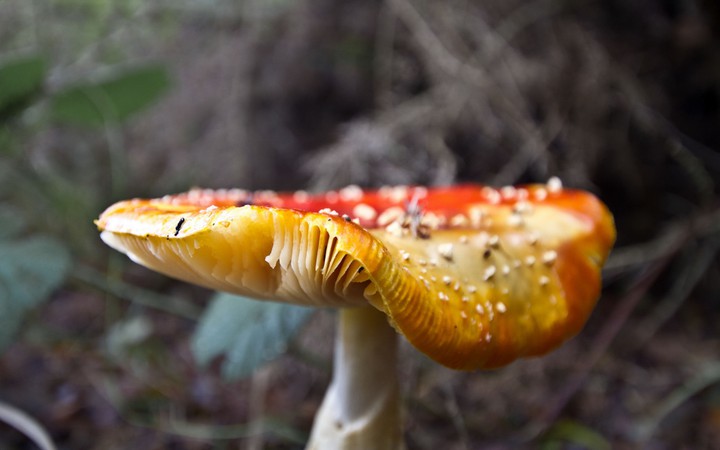 Mushroom