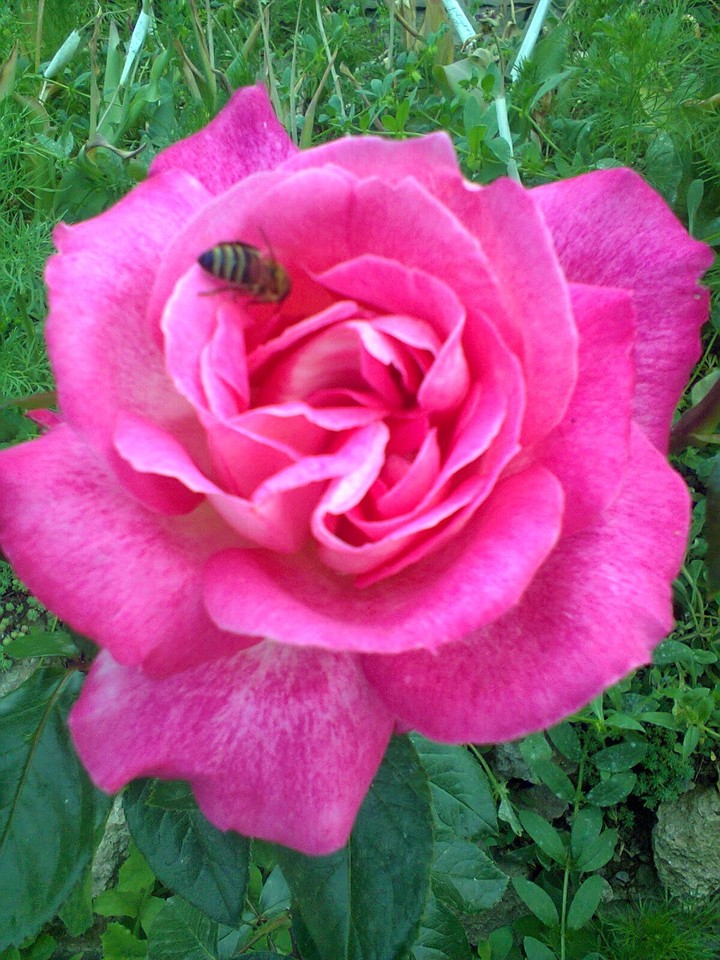 Pink pink rose with bee