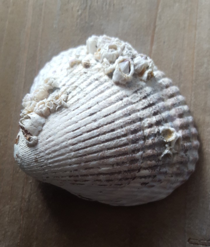 Sea Shells From B.C.