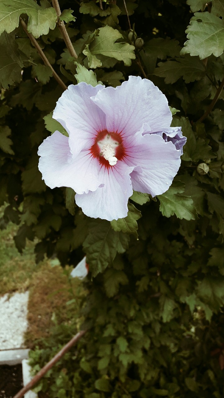 pink flower