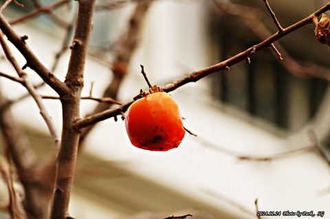 ebenaceae, food wallpapers