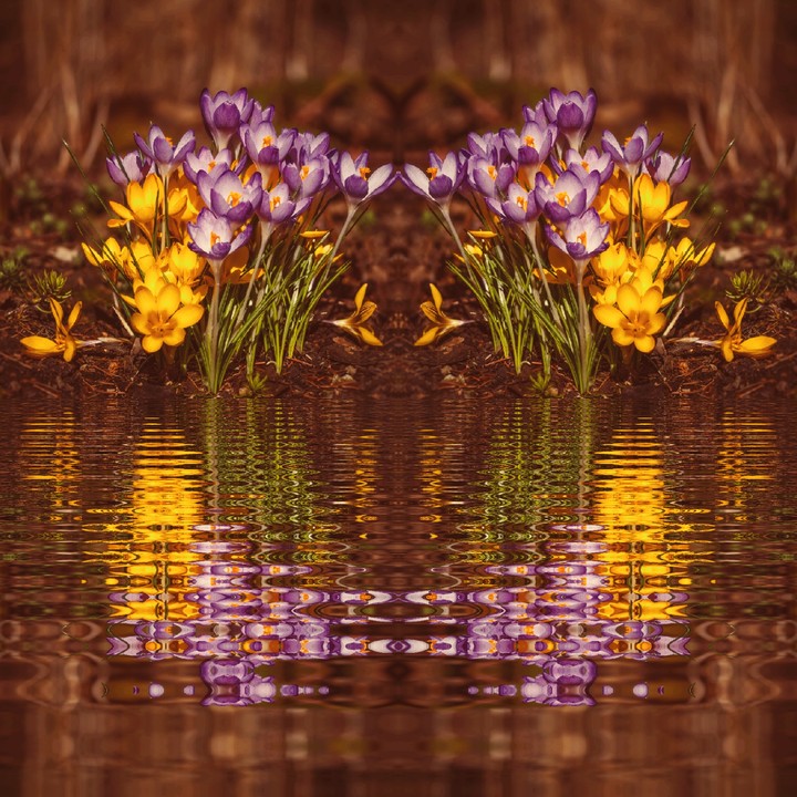 Flores