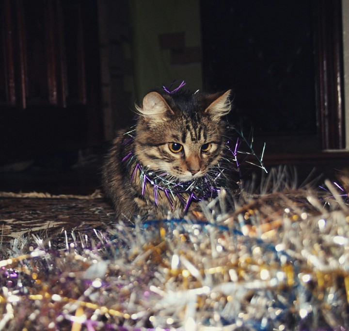 new year cat