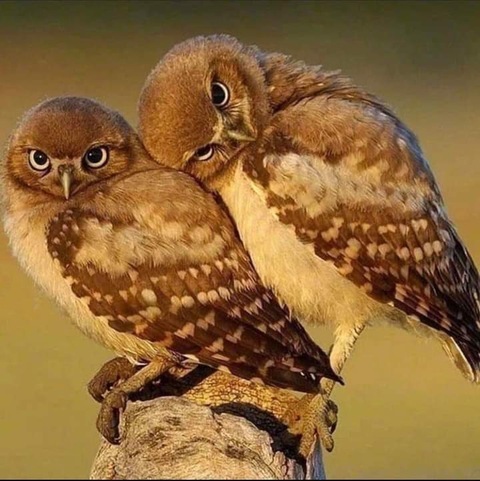 tapety bird, falconiformes