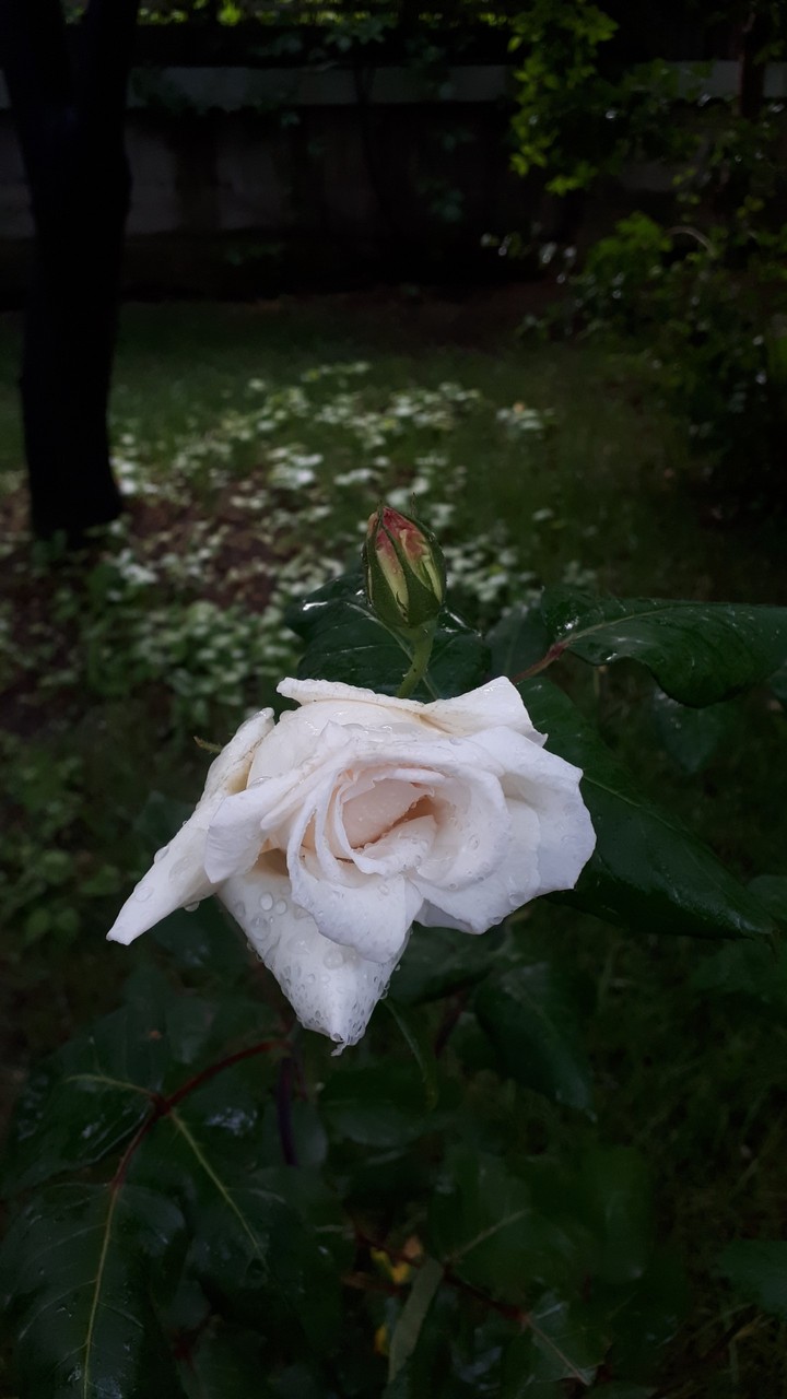 Alone Rose