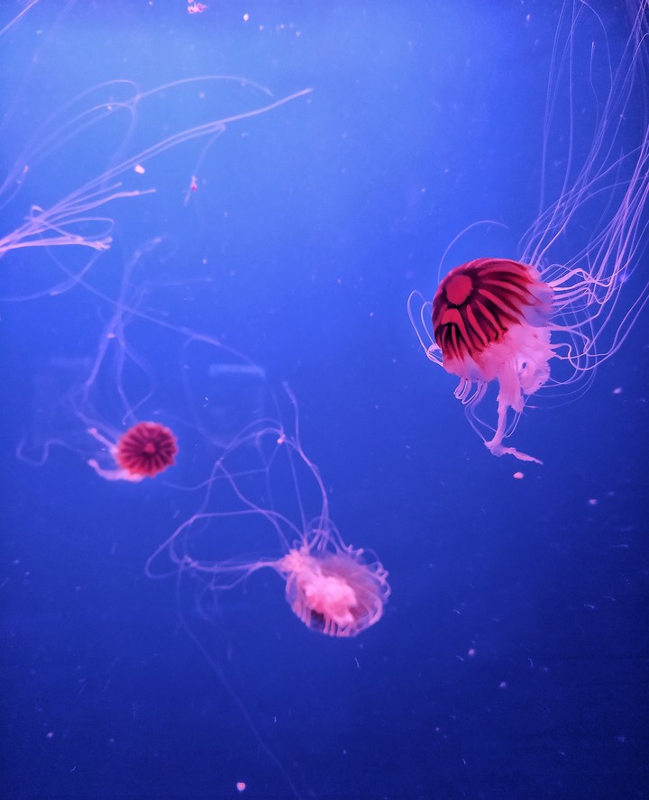 Jellyfish