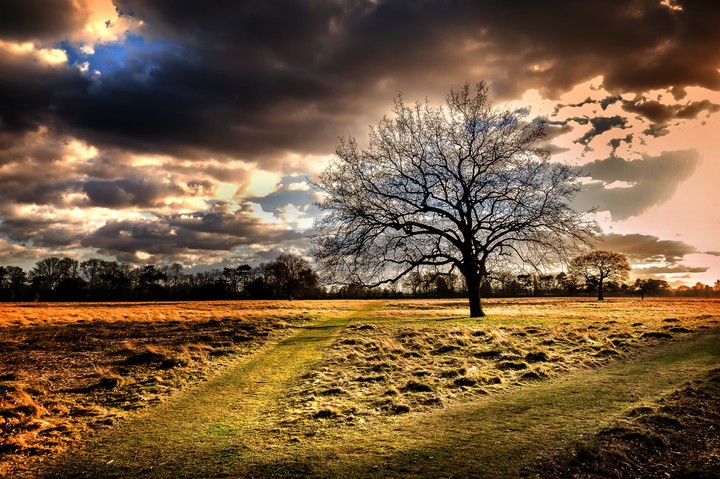 Tree without leaves