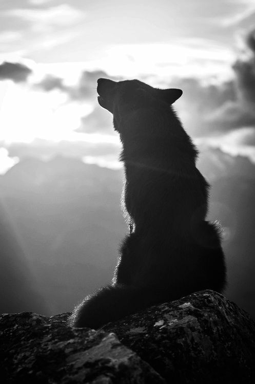 lobo mirando a la luna