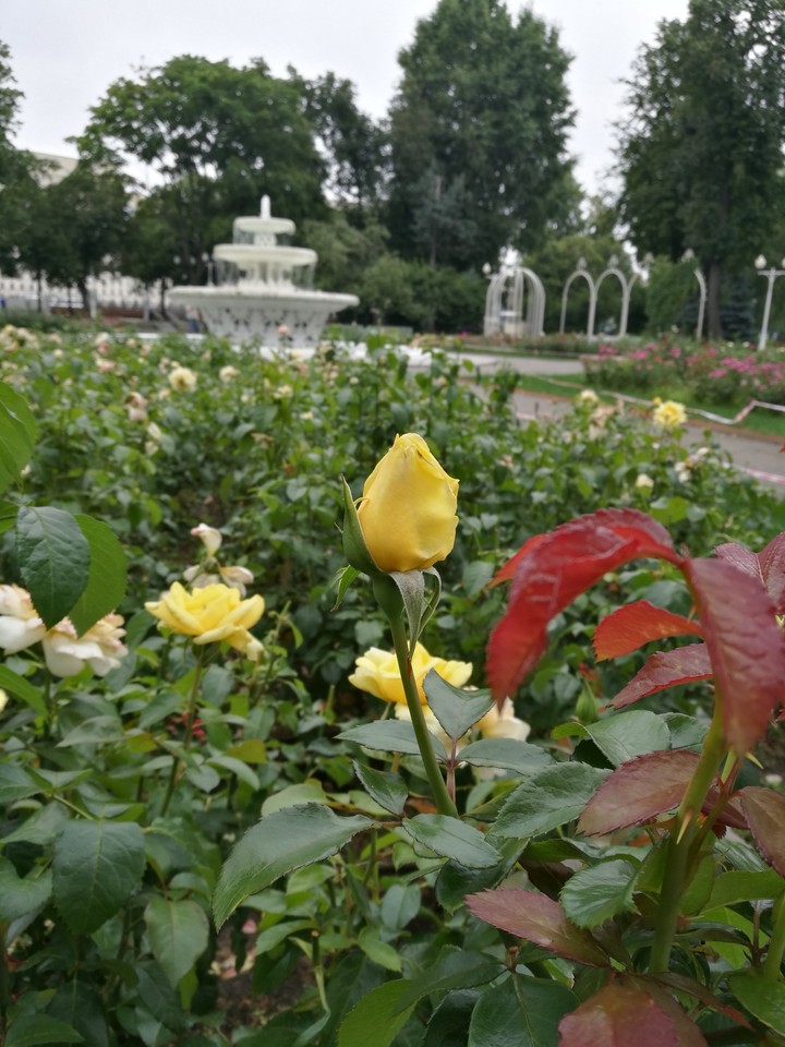 rose