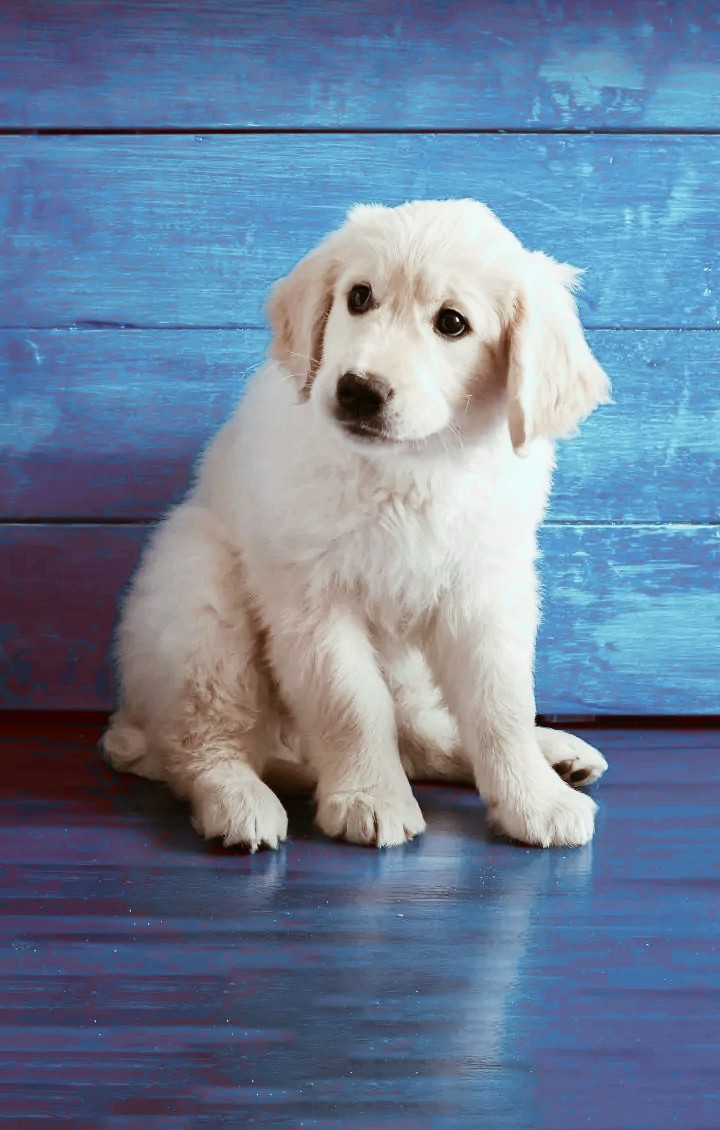 puppy