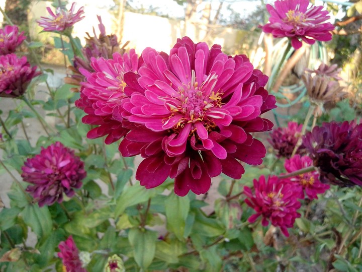 flowers