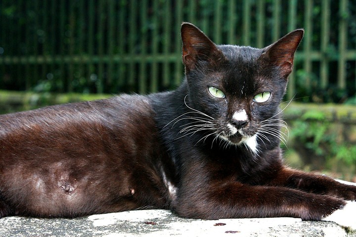 animal
