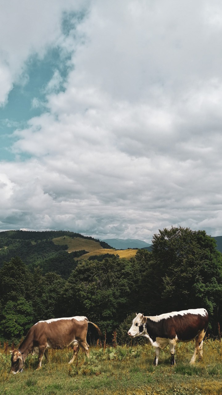 mountains and cows