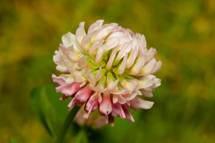 Clover