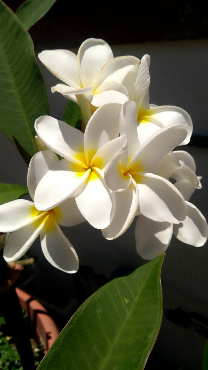 Plumeria