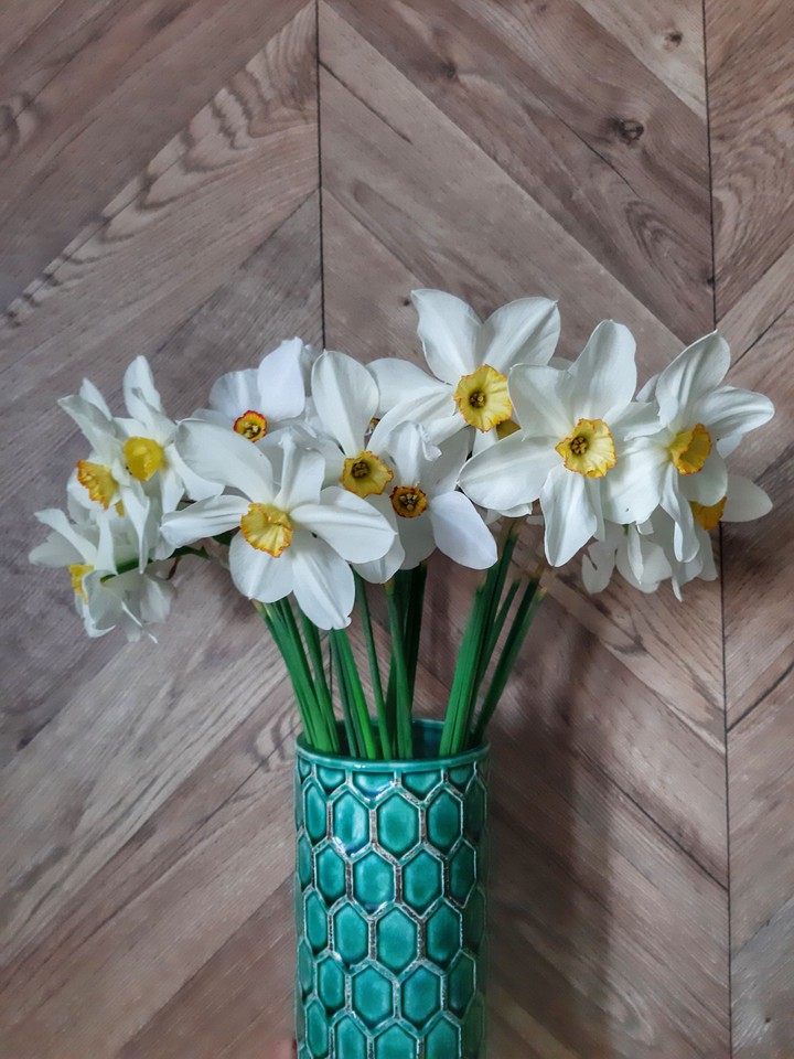 Narcissus