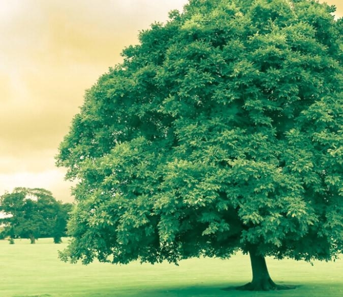 tree