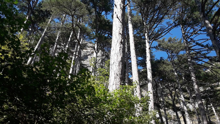 Mountain wood