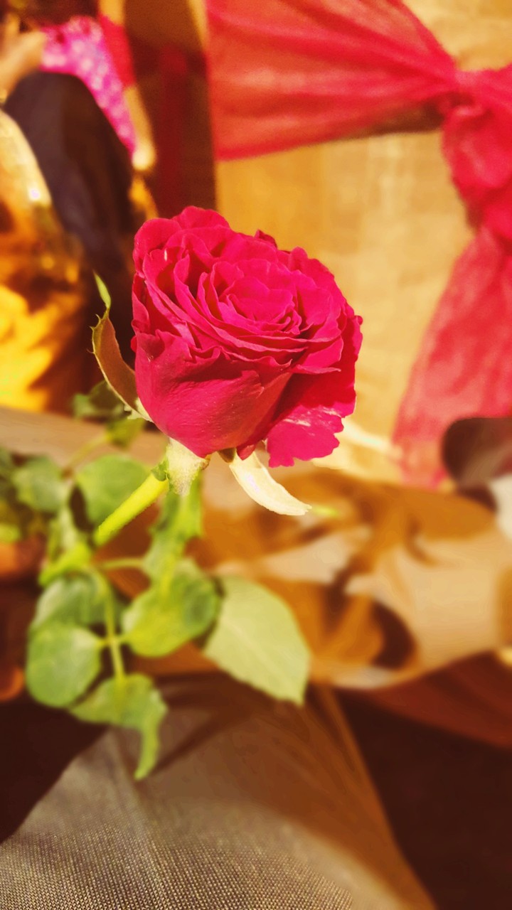red rose blossom