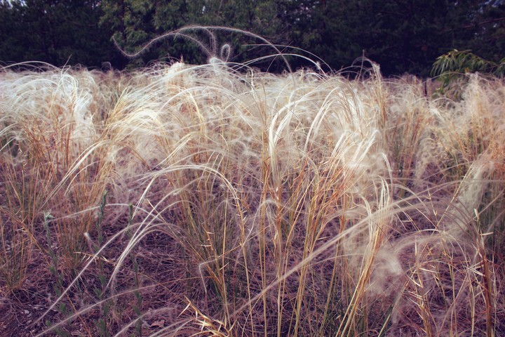 Feather grass