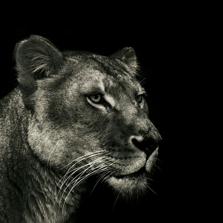 Tiere