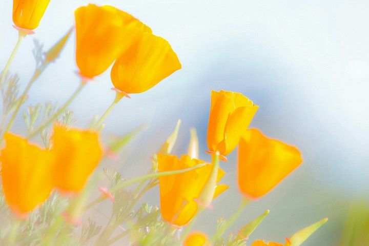 Yellow flowers, Fleurs jaunes