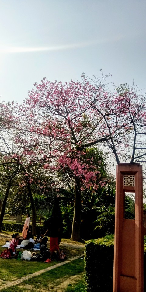 sfondi branch, flower