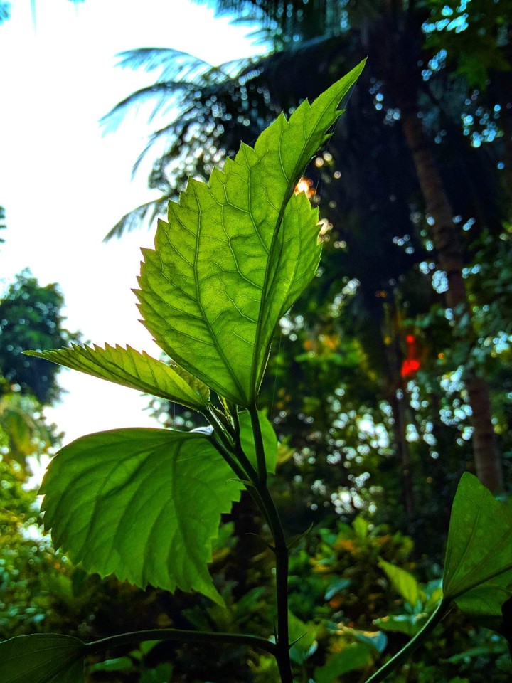 Nature