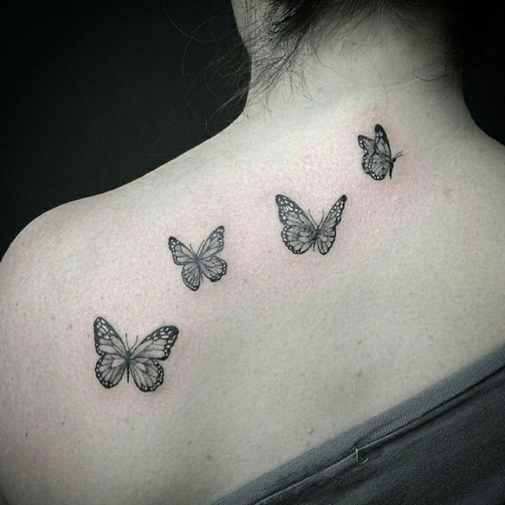 butterfly  3