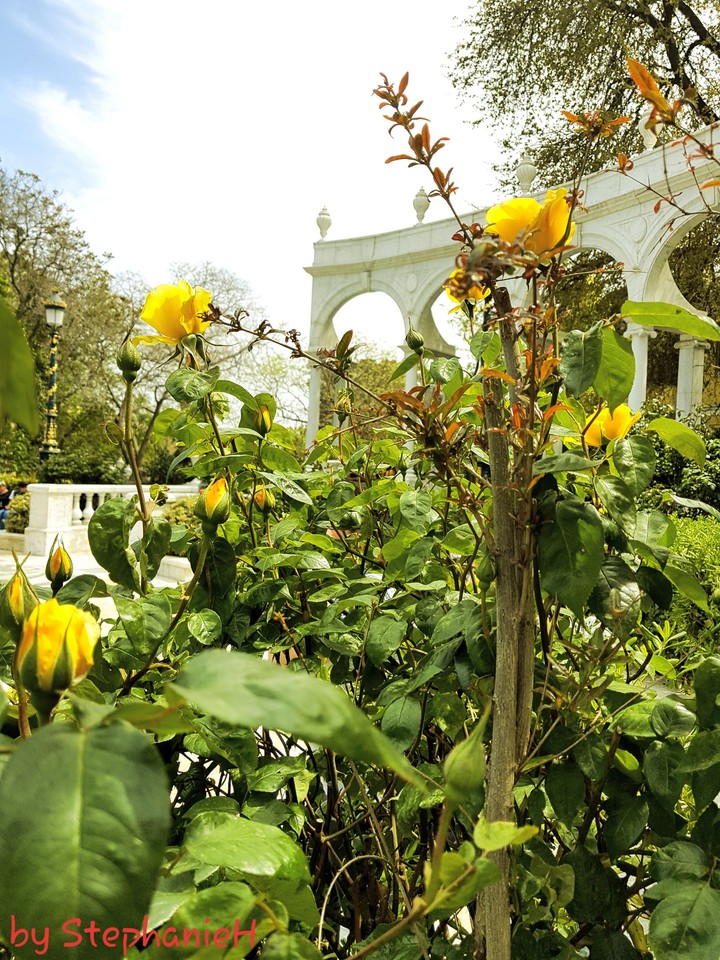 Roses