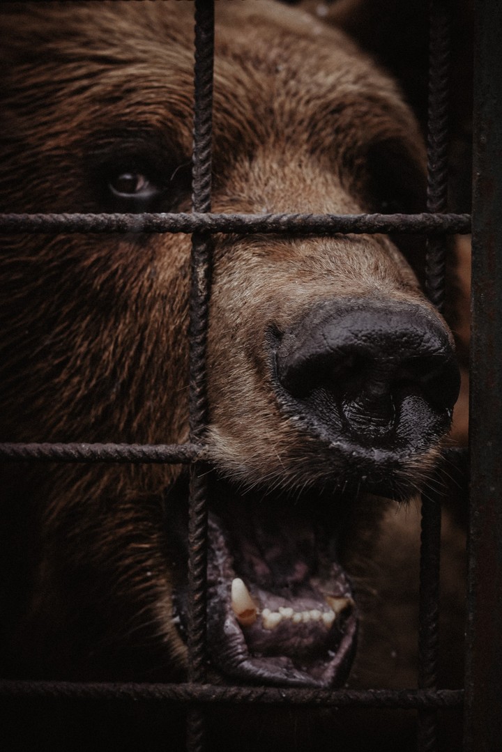 bear