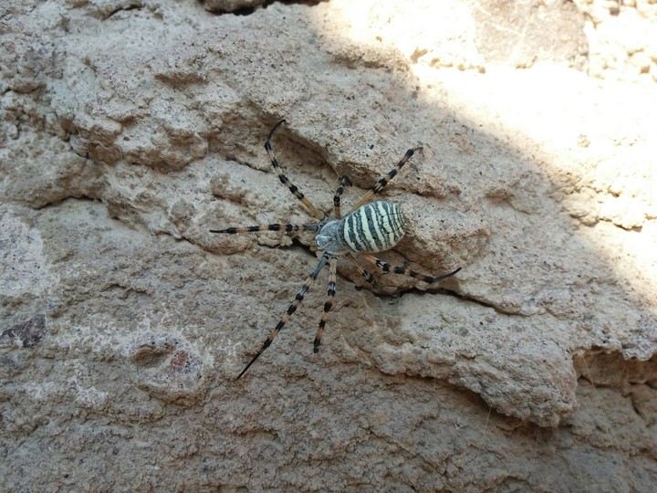 insecto - araña -animal