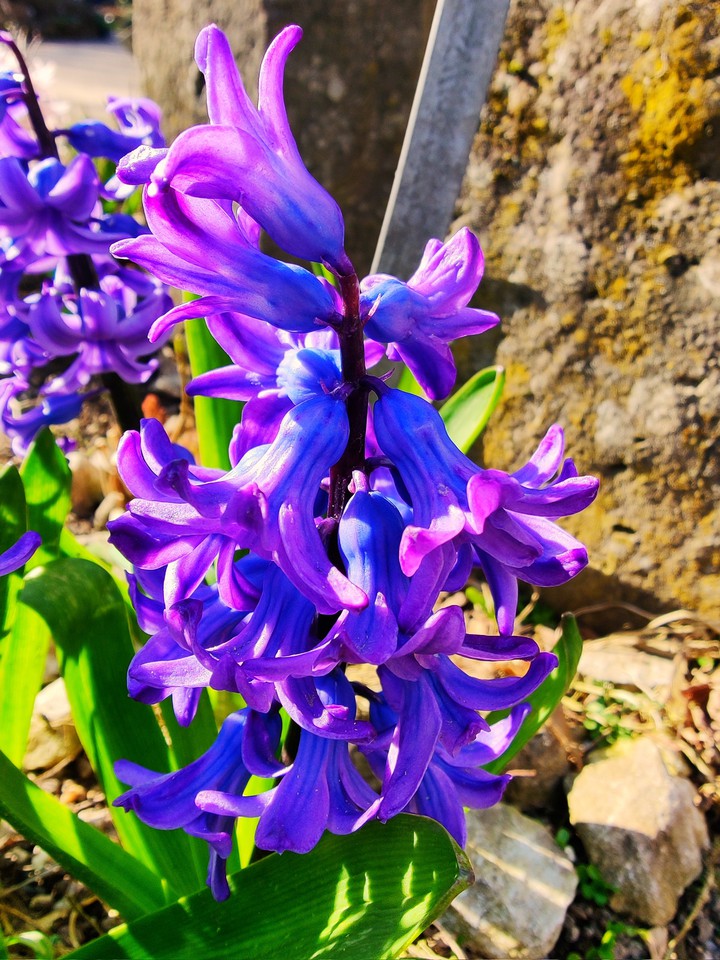 Violet flower