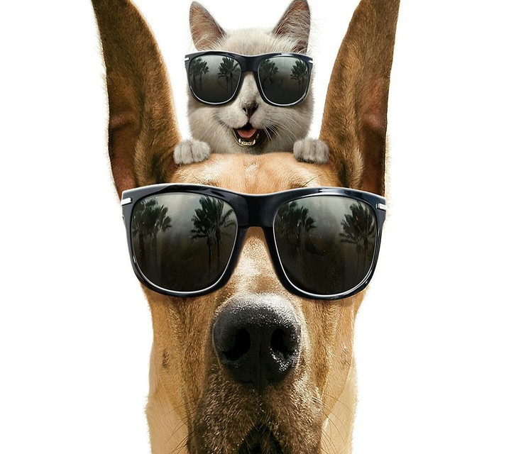Cat&Dog