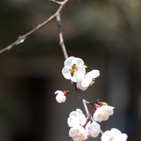 cherry blossoms