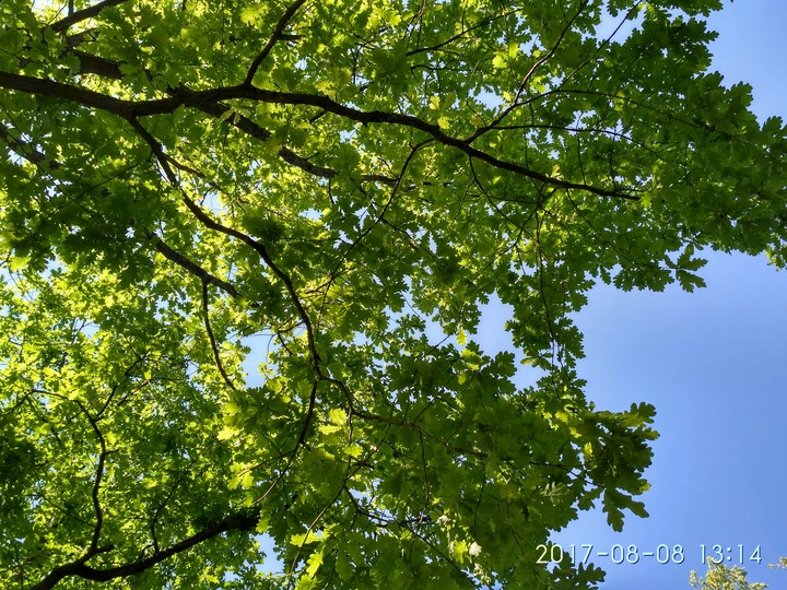 green forest