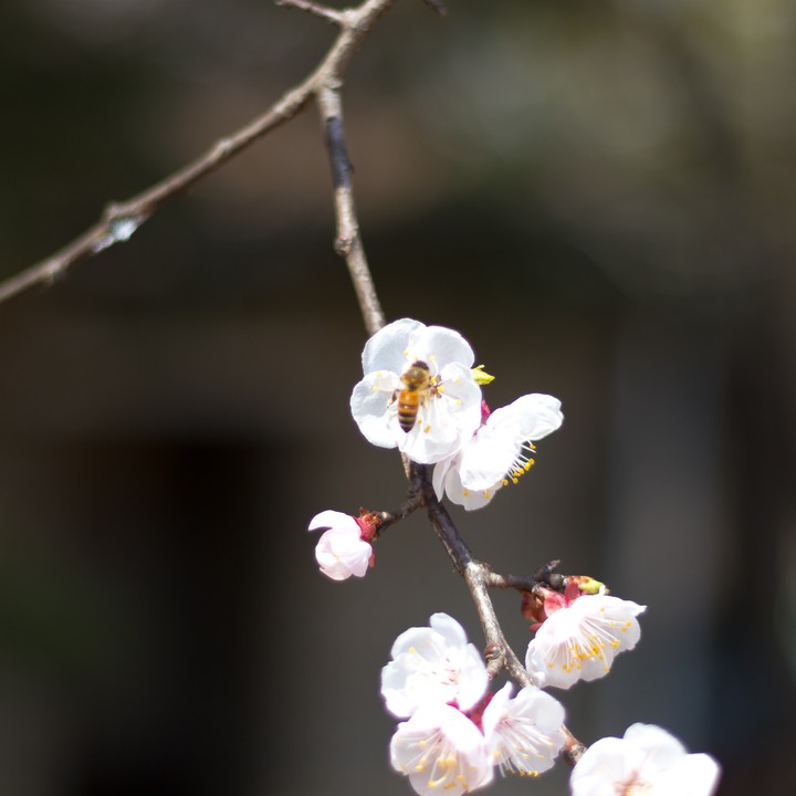 cherry blossoms