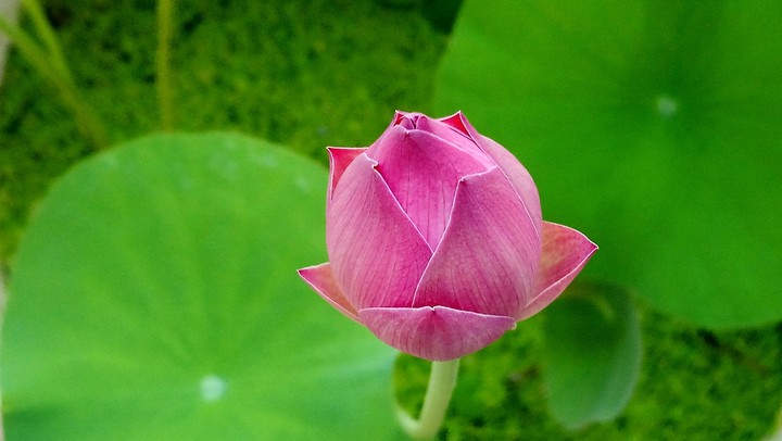 Lotus