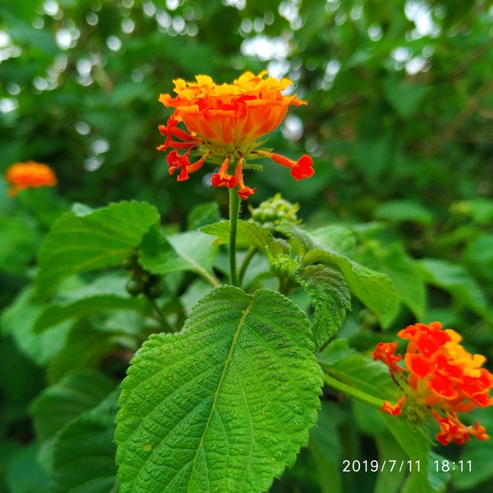 raining session flowers