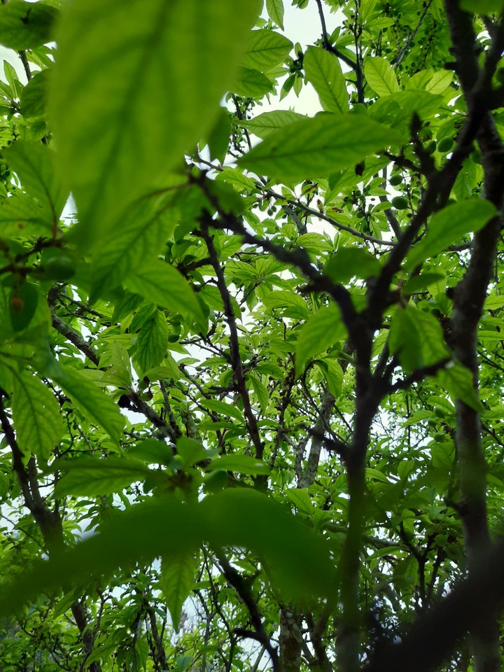 Plum