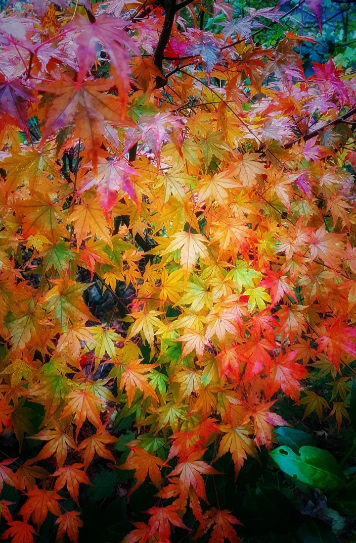 Autumn