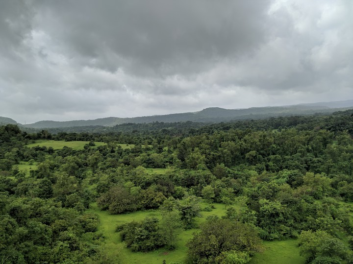 Green Lush