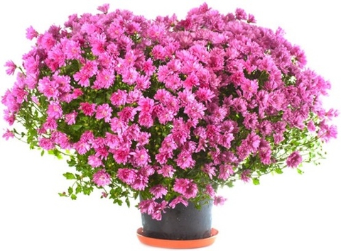 Azalea