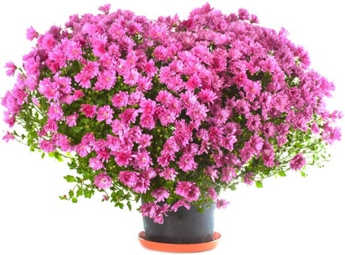 Azalea