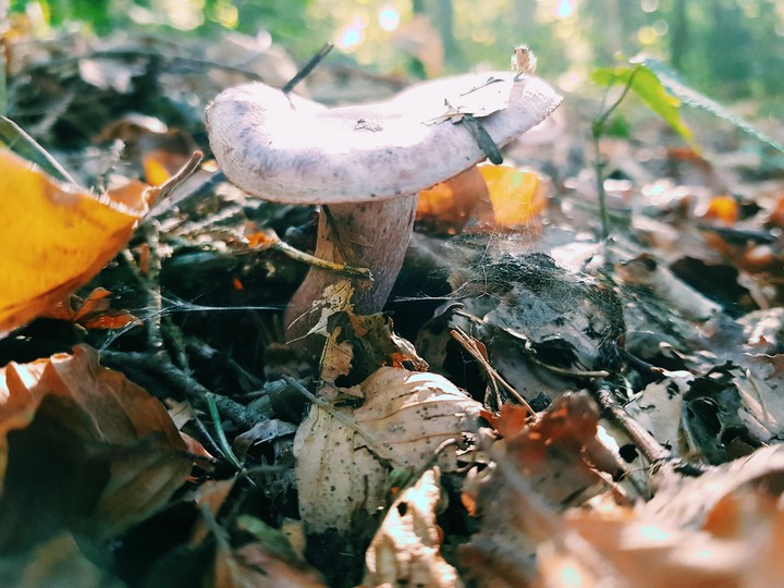 pilz