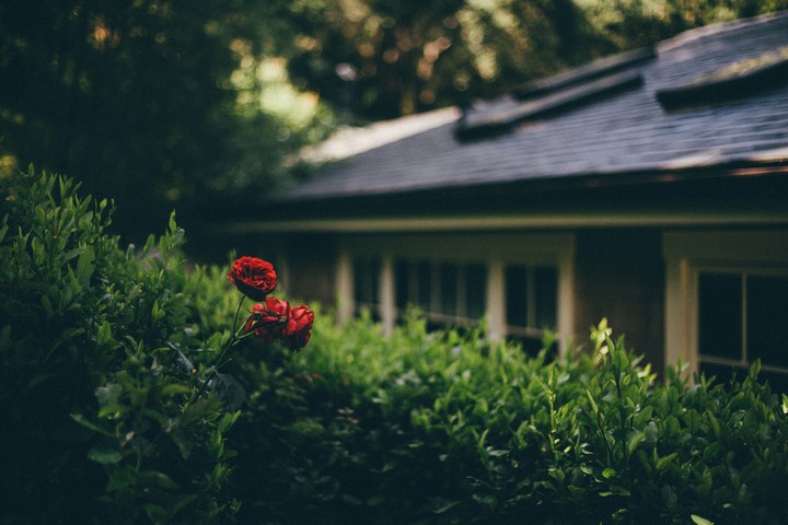 Rose outside the house..