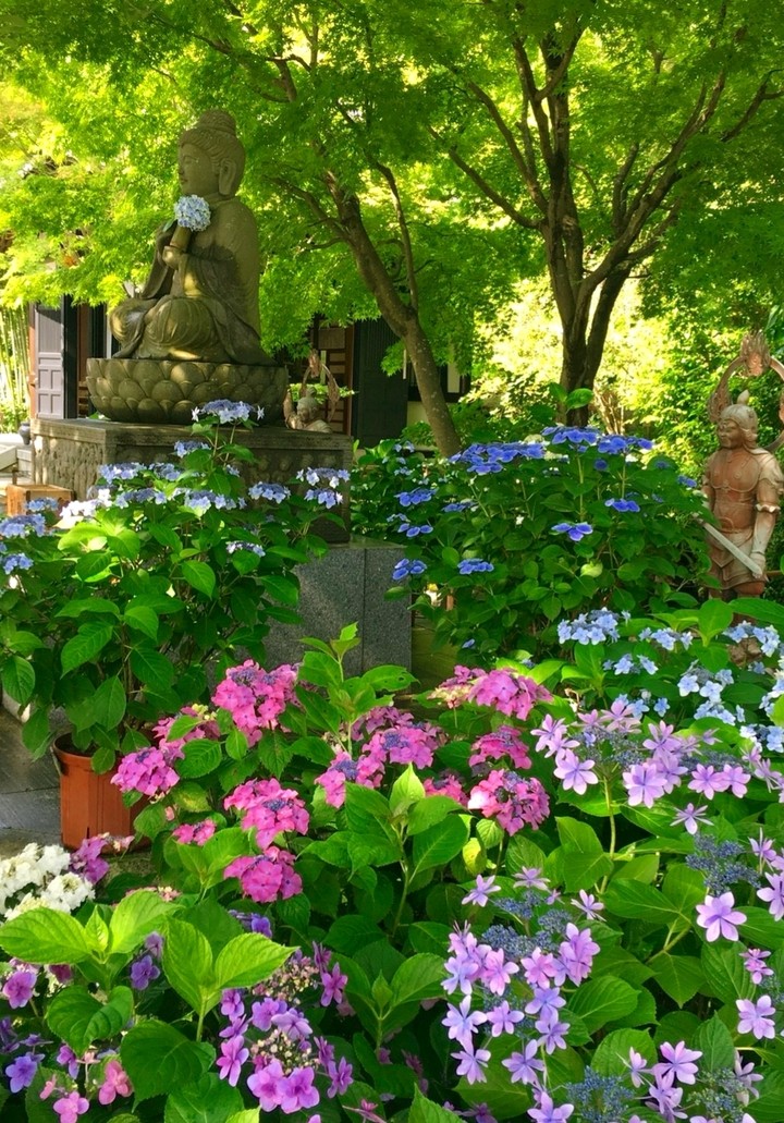 hasedera