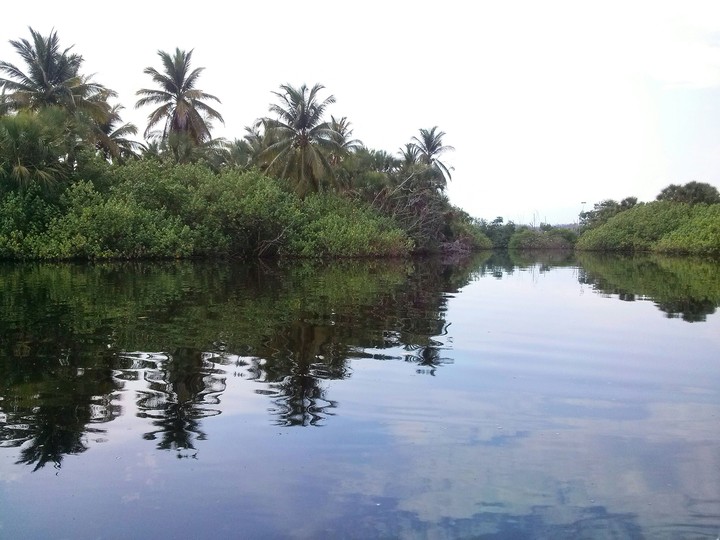 Manglar